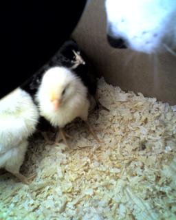 Daisy and chicks